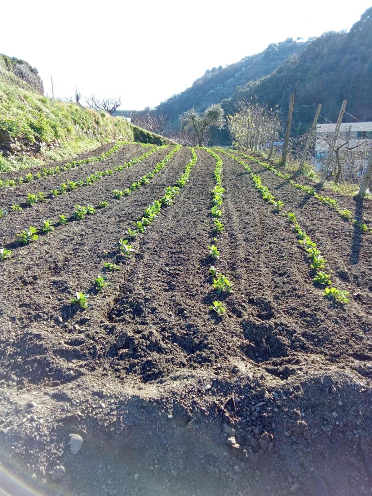 Agriturismo Cele Celle Ligure Luaran gambar