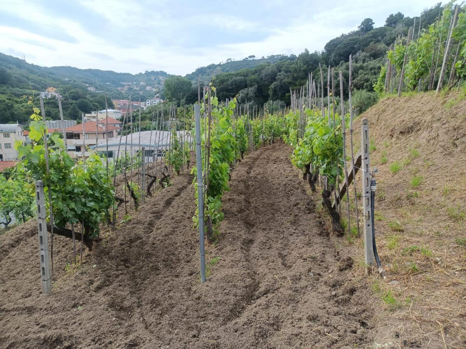 Agriturismo Cele Celle Ligure Luaran gambar